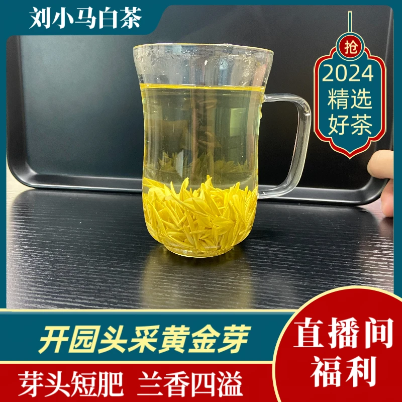 【开园头采黄金芽01】2024新茶安吉刘小马黄金白茶芽肥香气馥馥郁