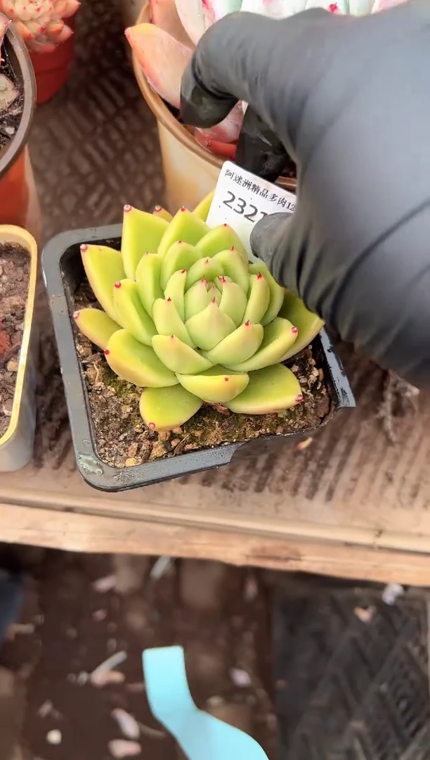 拥*欢多肉植物一物一拍23212