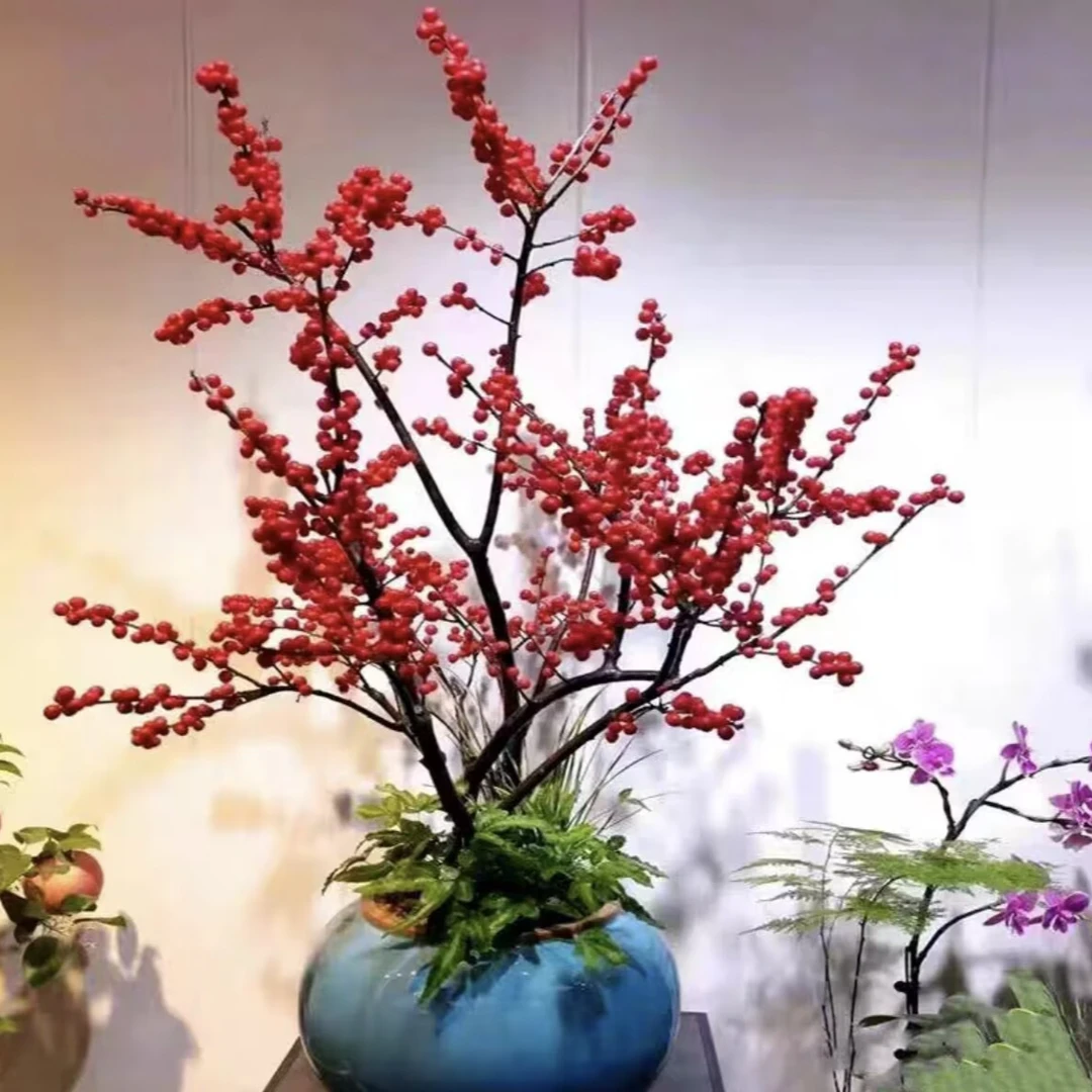 A北美冬青耐寒耐热的红果年宵花卉（快递中轻微掉果挤压属于正常）