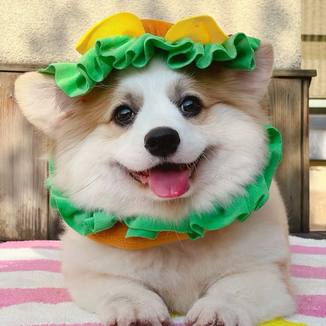 【老何】宠物活体狗狗全款链接