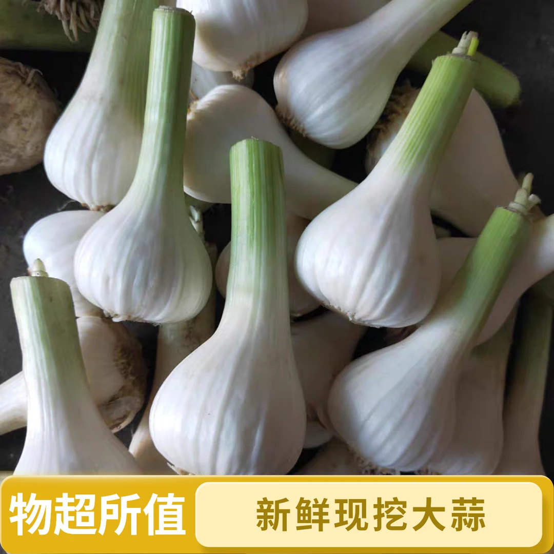 东北现挖新鲜白皮嫩蒜适合腌制糖醋蒜去须子去老皮发发货