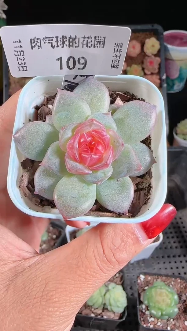 1123-109寒酥群生不包整