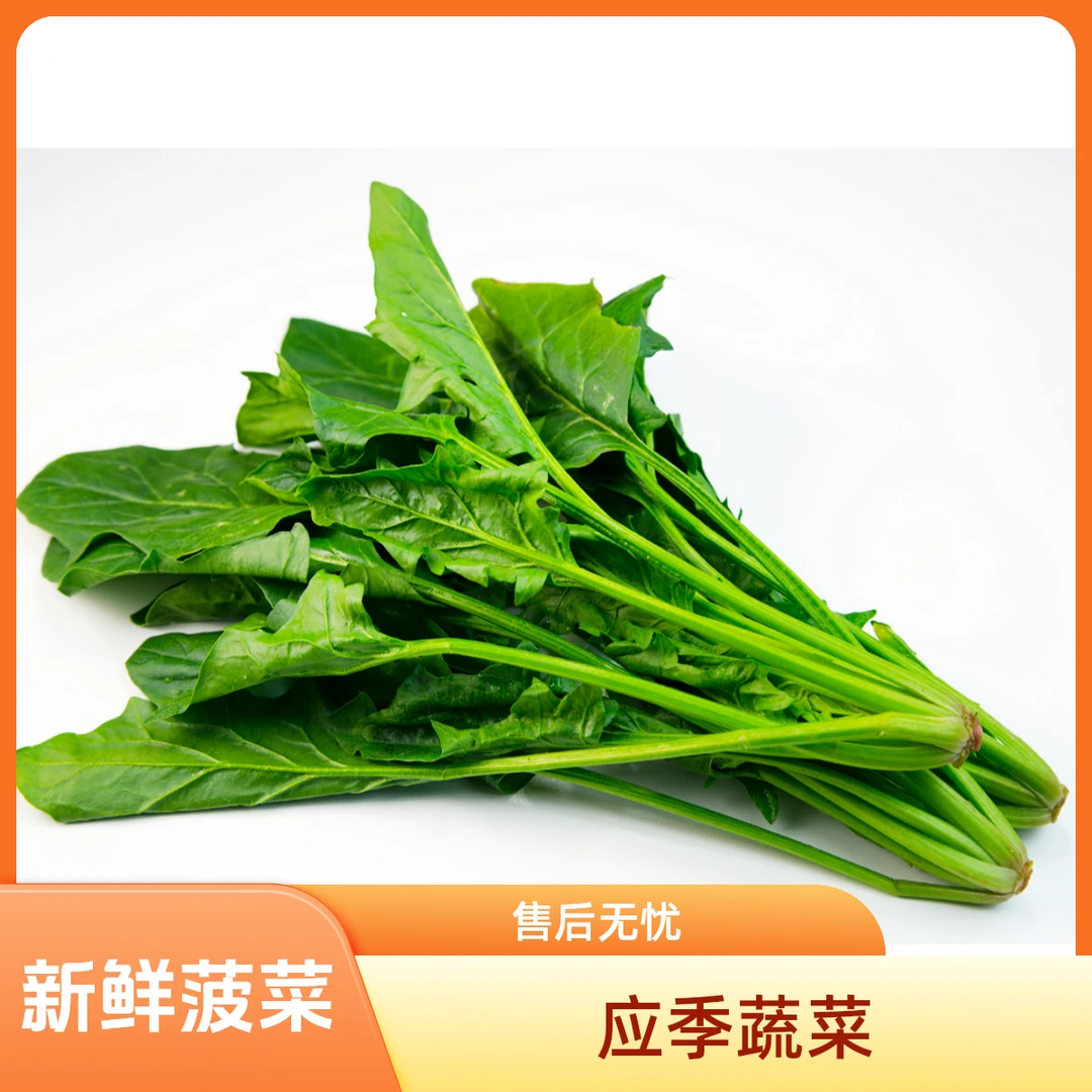 新鲜菠菜1斤左右【好东西】