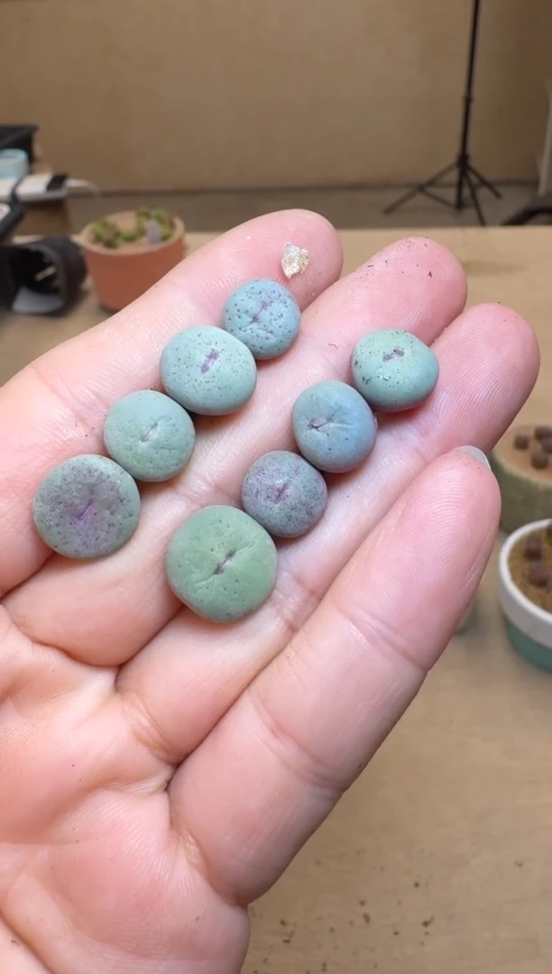 【闪购商品】1/24-151