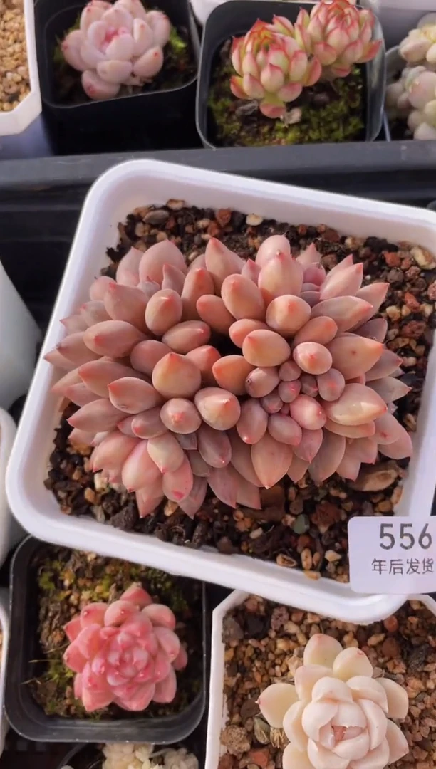 【闪购商品】556虞美人多肉