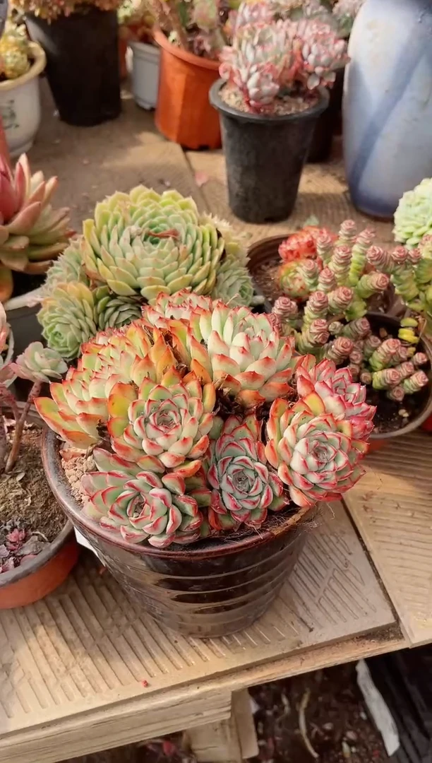 【闪购商品】21364