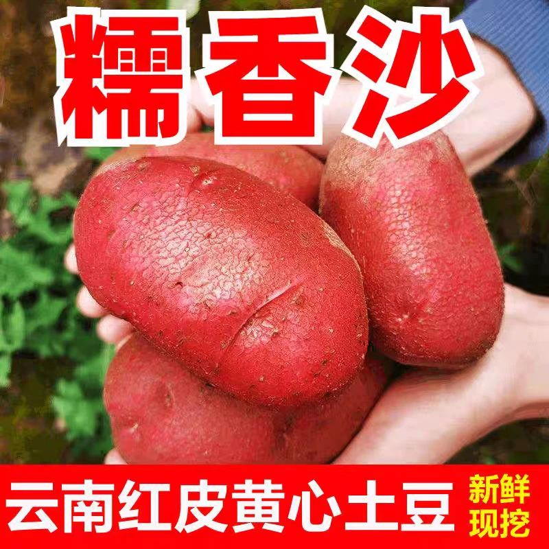云南红皮黄心土豆新鲜现挖露天种植农家自种马铃薯