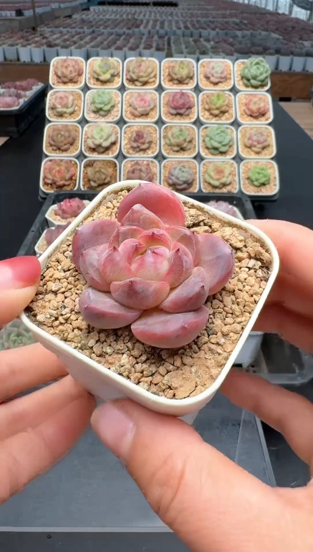 【闪购商品】323号 珍妮杂交多肉 花卉植物