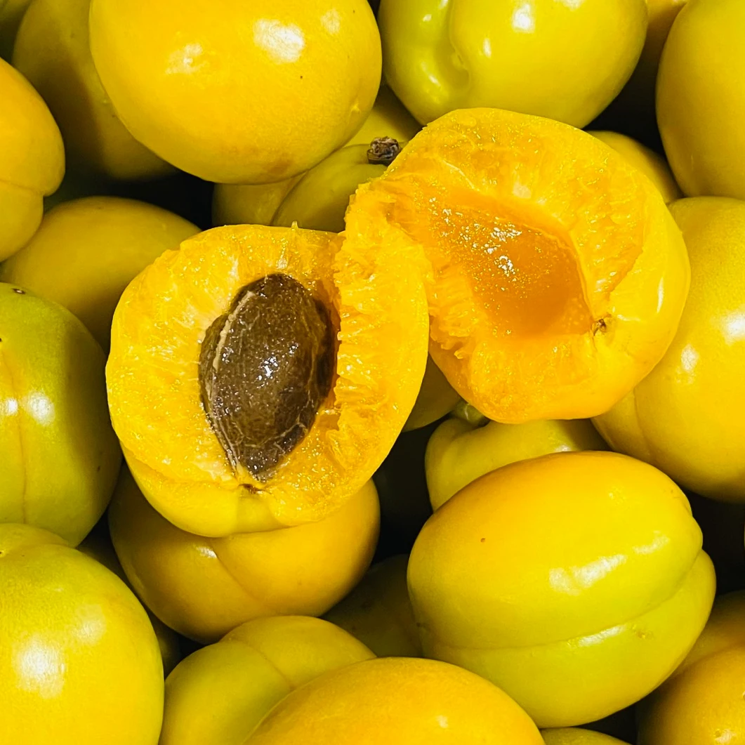 【偏酸口感】【新疆黄油杏 2斤/4斤】皮薄肉厚~口感非常赞！吉林省