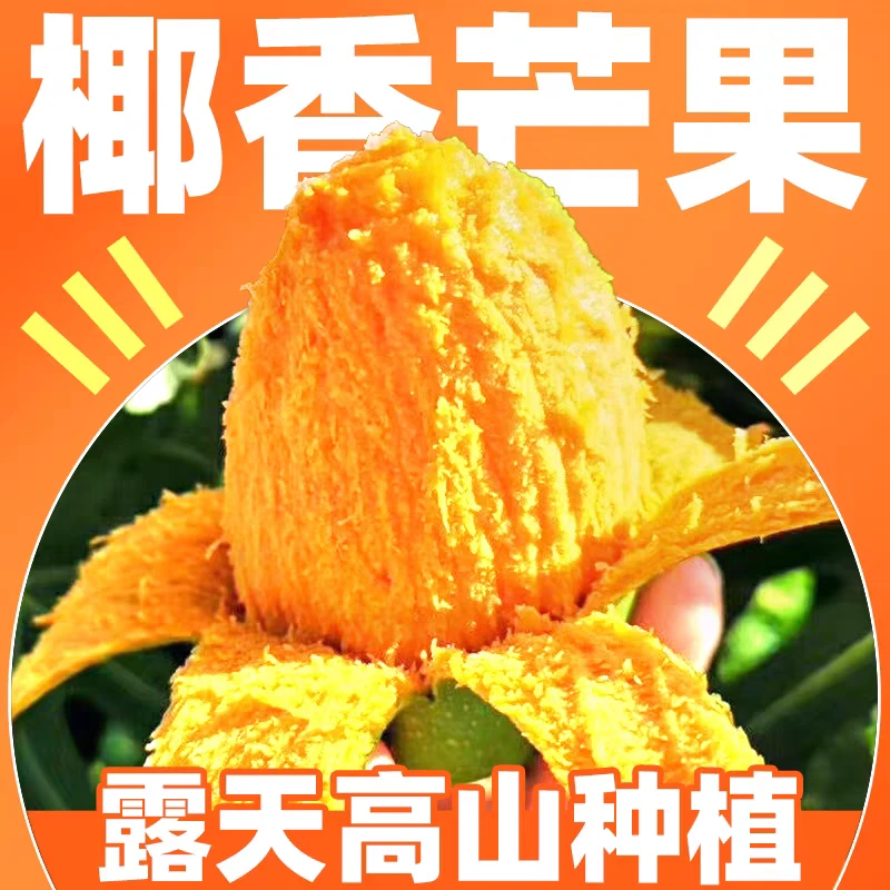 云南高山椰香芒产地现采现发鸡蛋芒