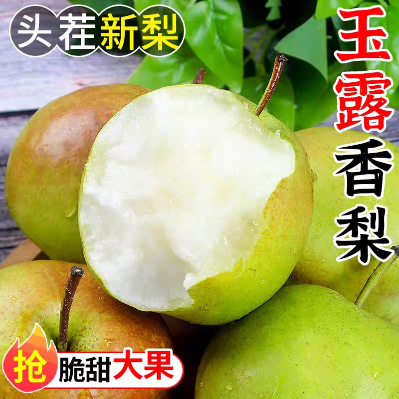 山西特产，玉露香梨脆甜多汁12个装，9.5斤左右