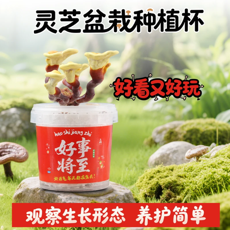 好运灵芝盆栽好养盆栽办公室阳台种植杯学生趣味种植盆栽