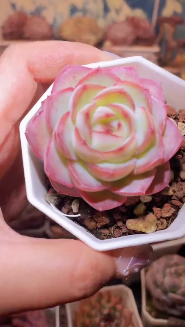 【闪购商品】127人面桃花