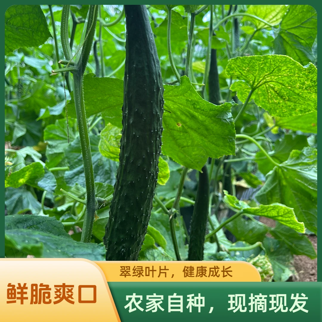 农家种植鲜脆爽口黄瓜产地现摘现发