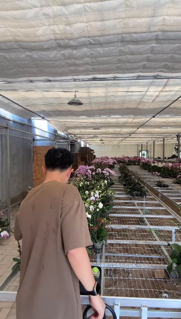 完全开放绿熊3.5超级壮 两颗装