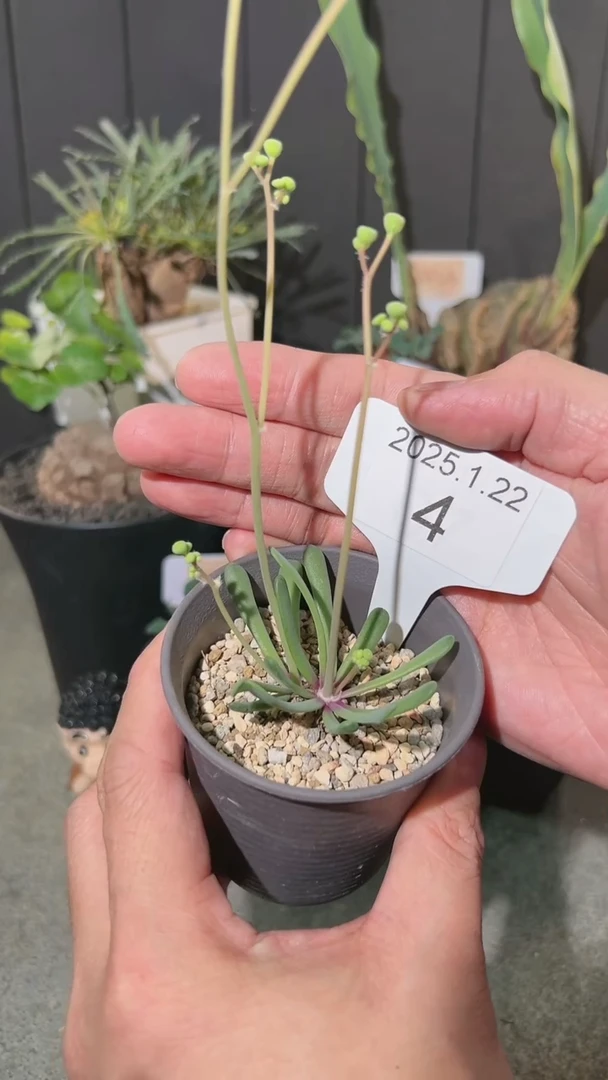 【闪购商品】何丽厚敦菊（叶和花损不保）1.22.4