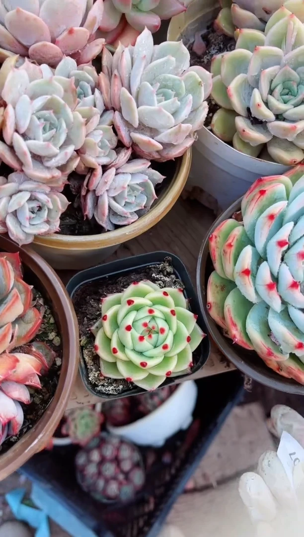 【闪购商品】26107