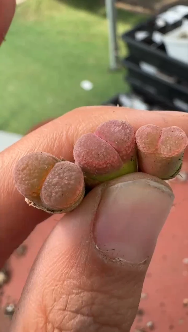 美丽的肉石头10-91