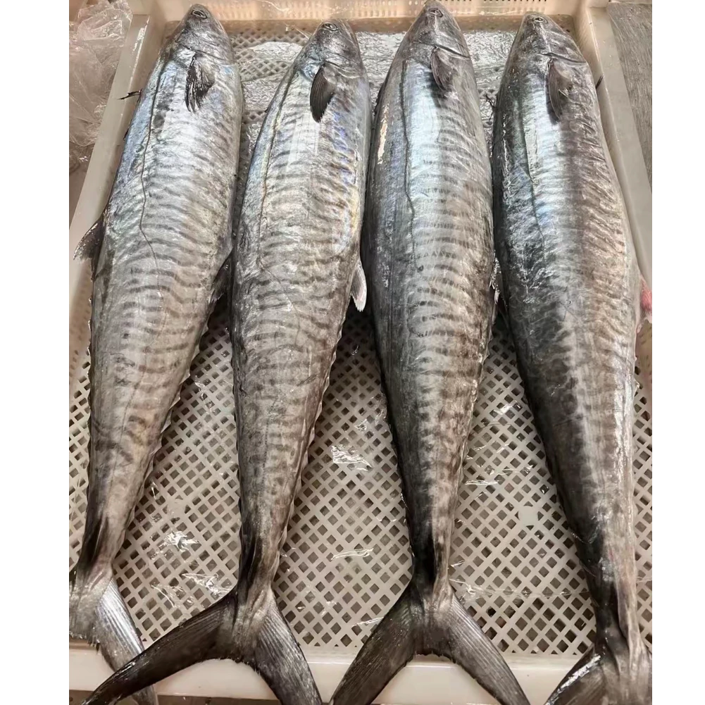 【海隆旺】8斤整条正宗马鲛鱼整条海钓马鲛鱼现切顺丰包邮