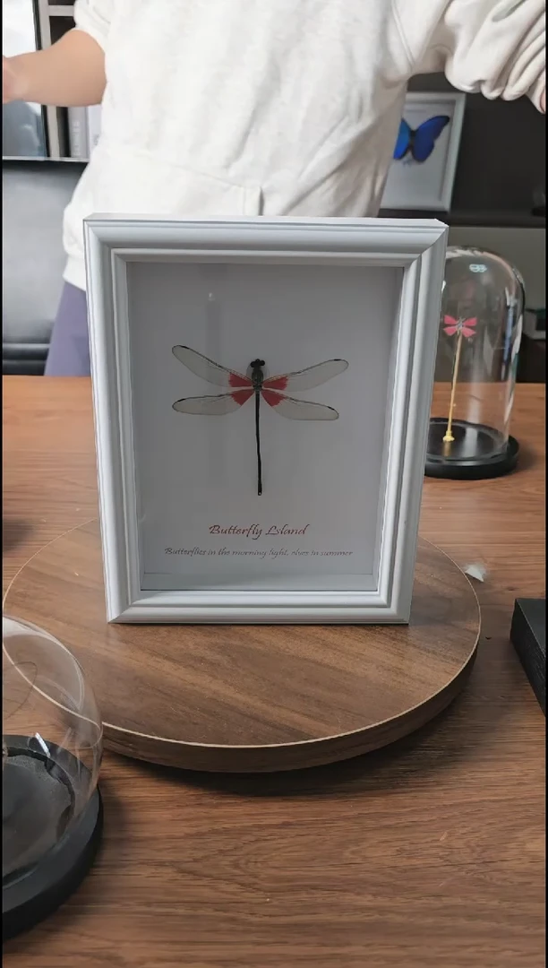 赤基豆娘八寸相框真实蝴蝶标本