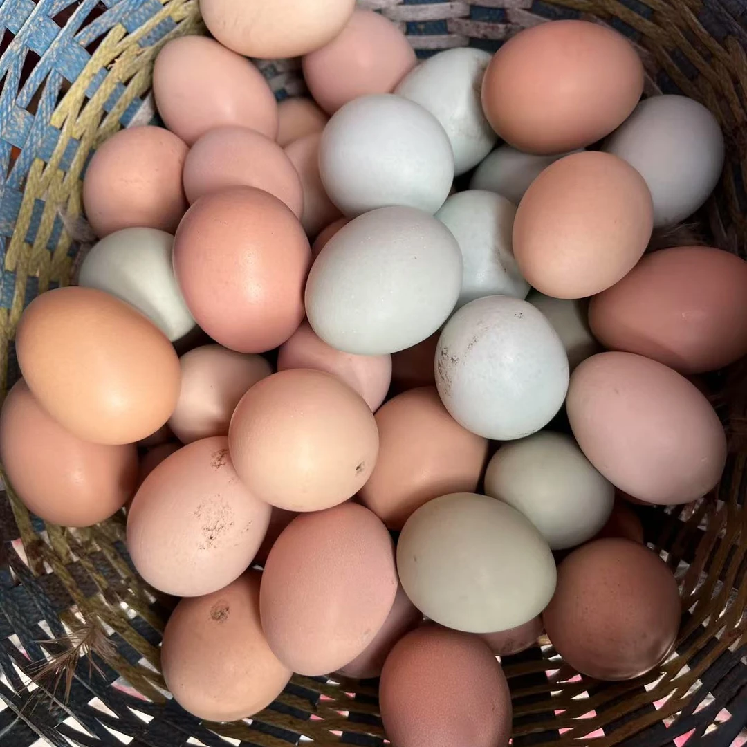农家散养现捡土鸡蛋(一家一户土鸡蛋偏小)
