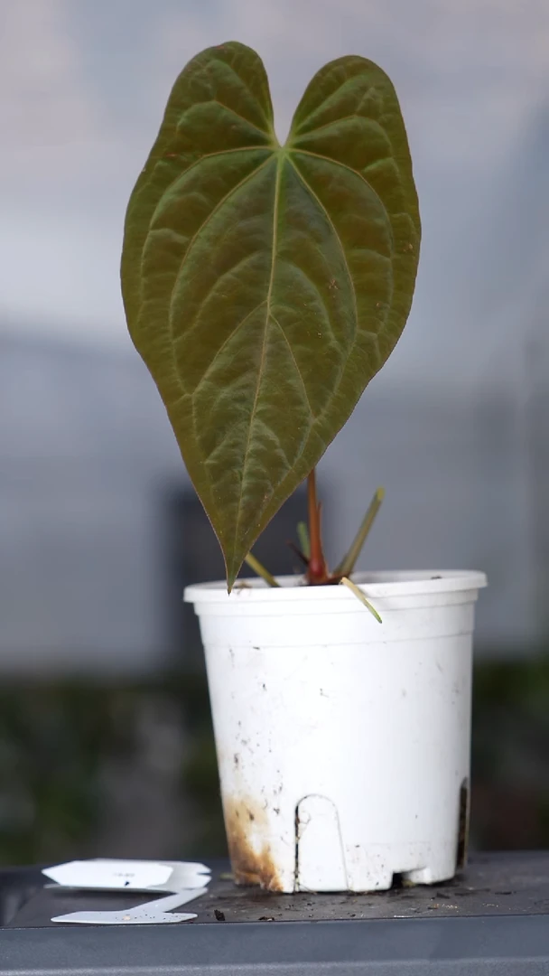 完全开放papi杂花烛