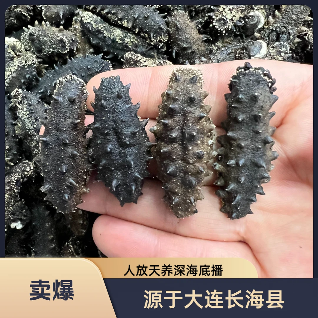 海参大连长海县深海底播淡干海参