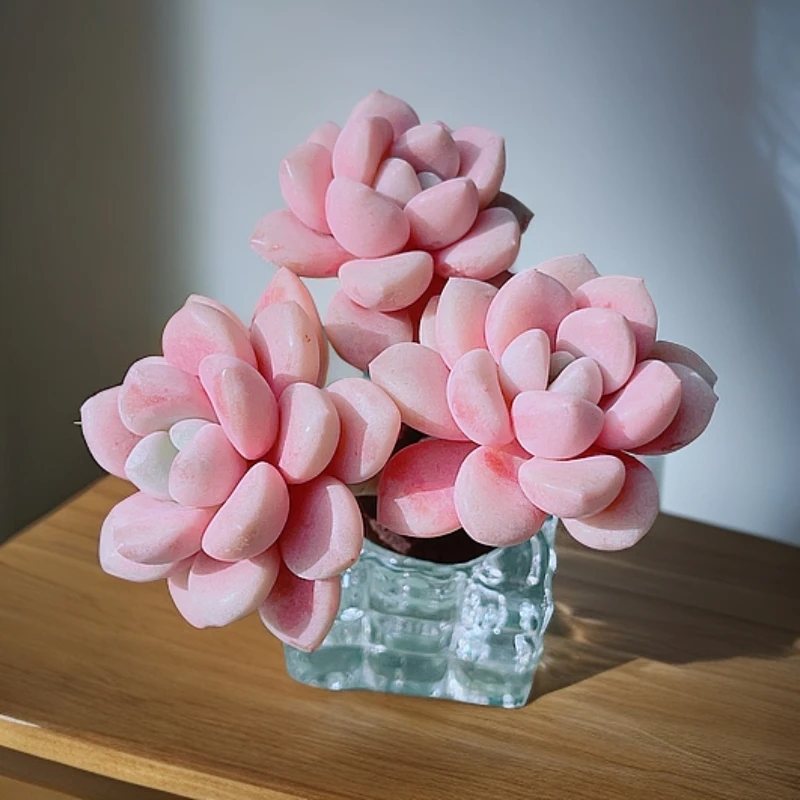 【好养的无土多肉】无土白鹭3头精品多肉