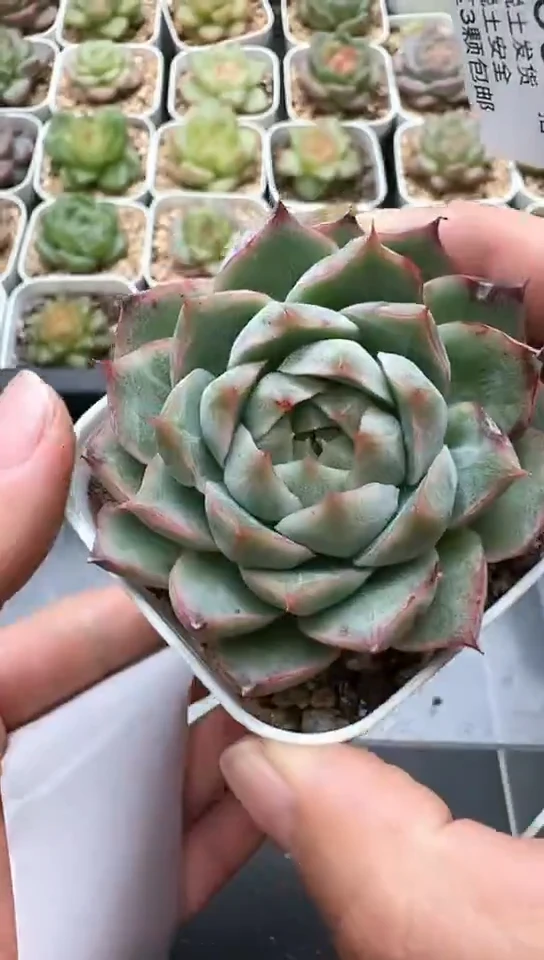 169F云禹多肉植物 默认脱土纸巾打包 3颗包邮