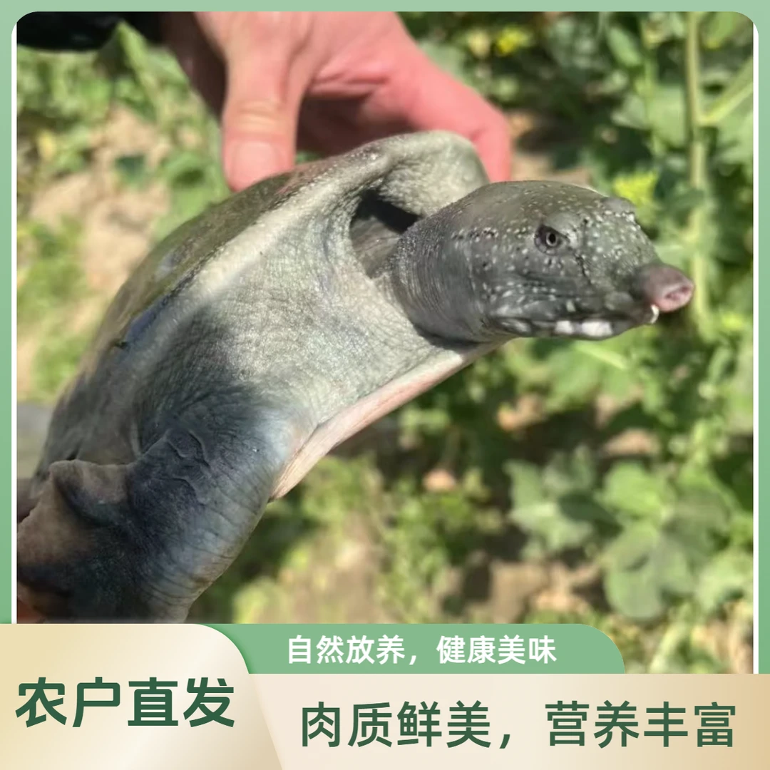 鲜活甲鱼三只6-7斤生猛老鳖鲜活甲鱼顺丰包邮到家