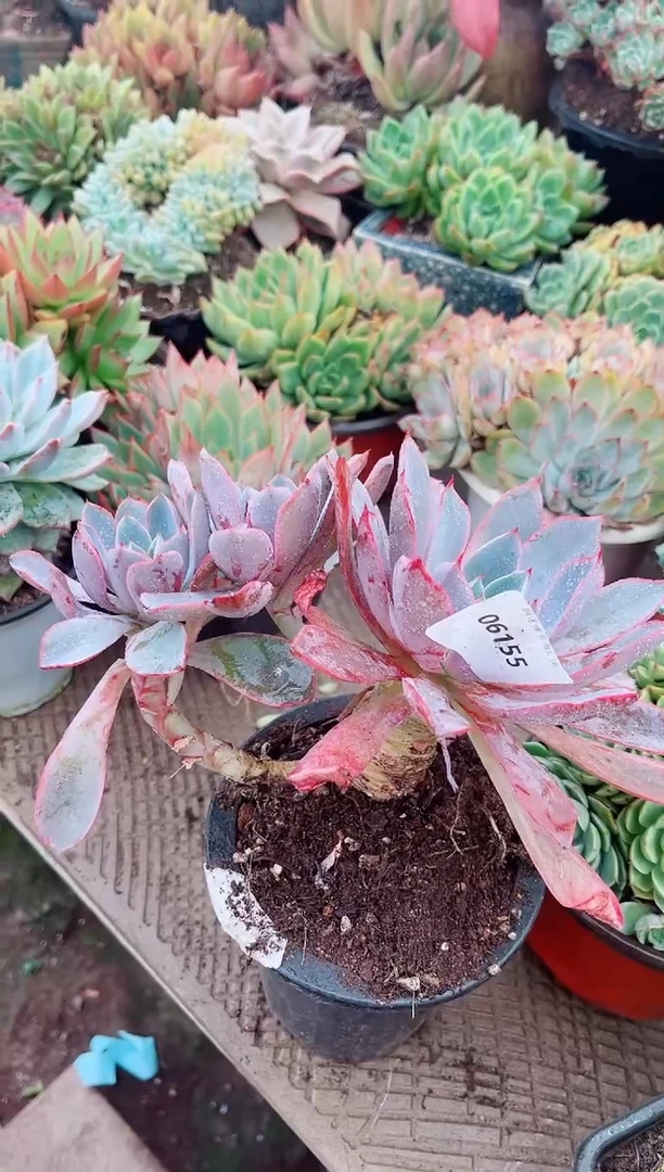 ?**?06155多肉植物一物一拍