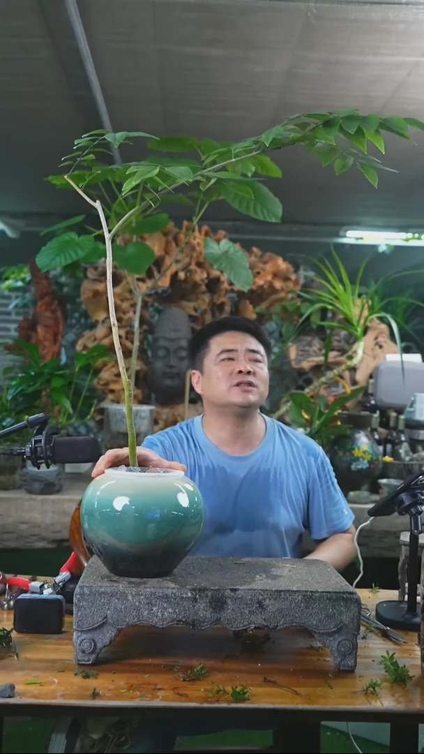 完全开放黄花梨460+