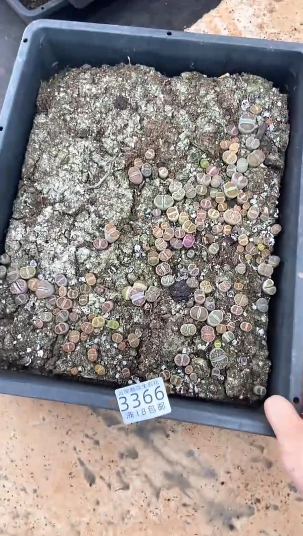 3366特价菊纹章框有疤瑕疵带土不带盆发货