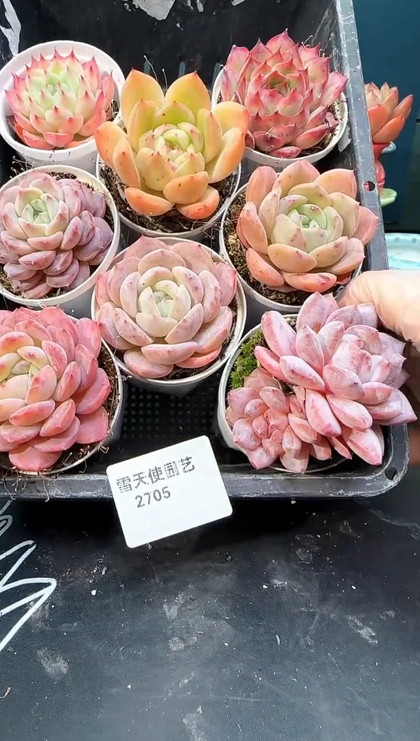 2 705  多肉8   颗