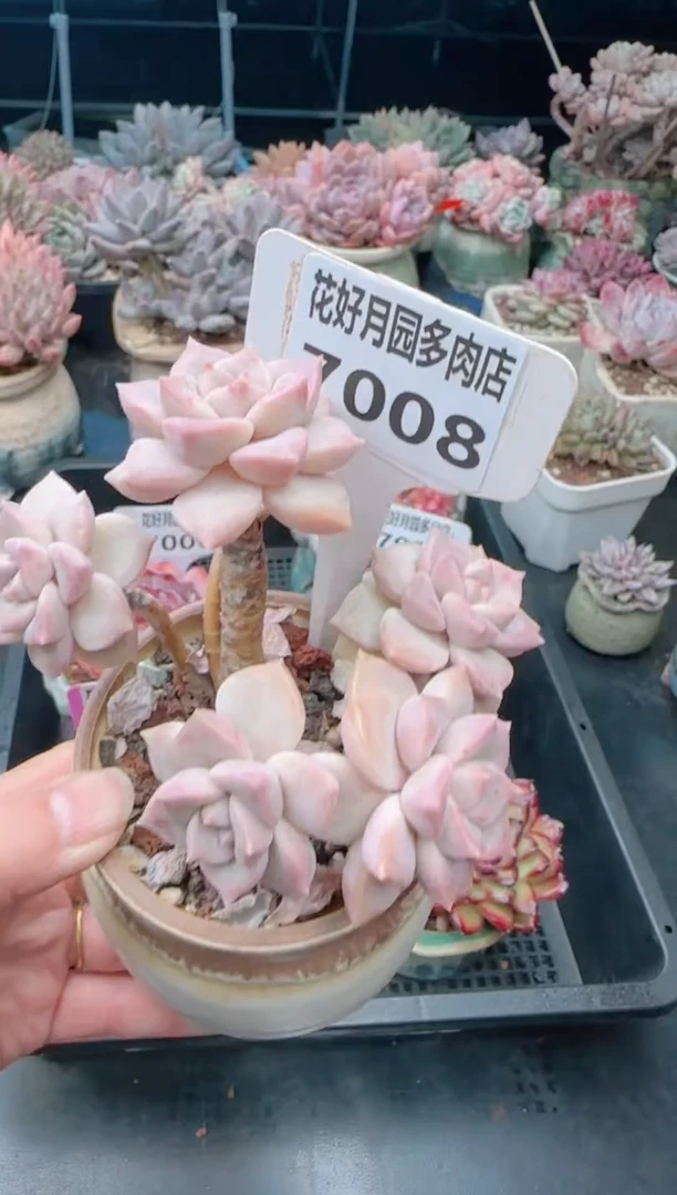 【闪购商品】7008不带盆