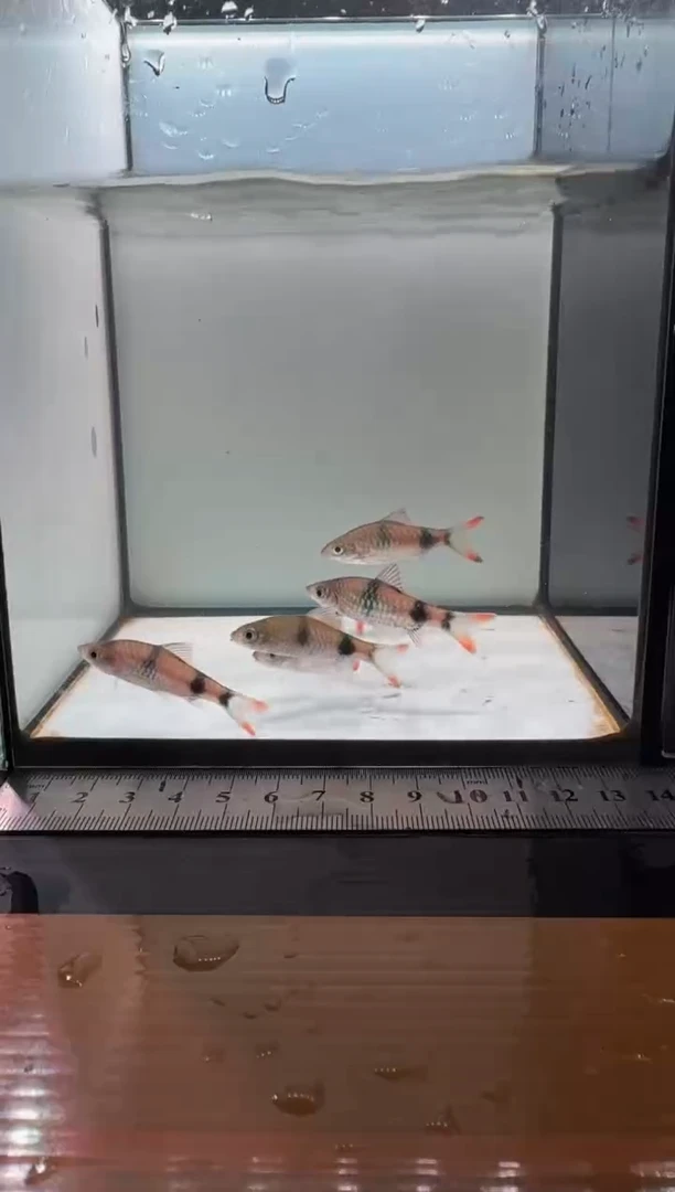 海水鱼克里苗555