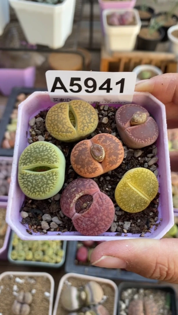 【闪购商品】5941直播一物一拍