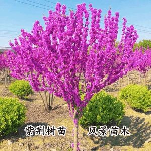 精品浓香型紫荆花树苗盆栽四季开花室内外地栽庭院花卉绿植风景树