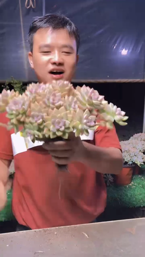 588淡雪缀化一物一拍