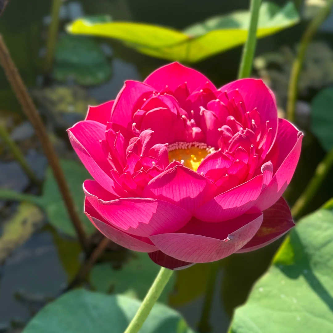 山城琼姿 中大型太空荷花易活开花快庭院阳台水培好养热销爆款