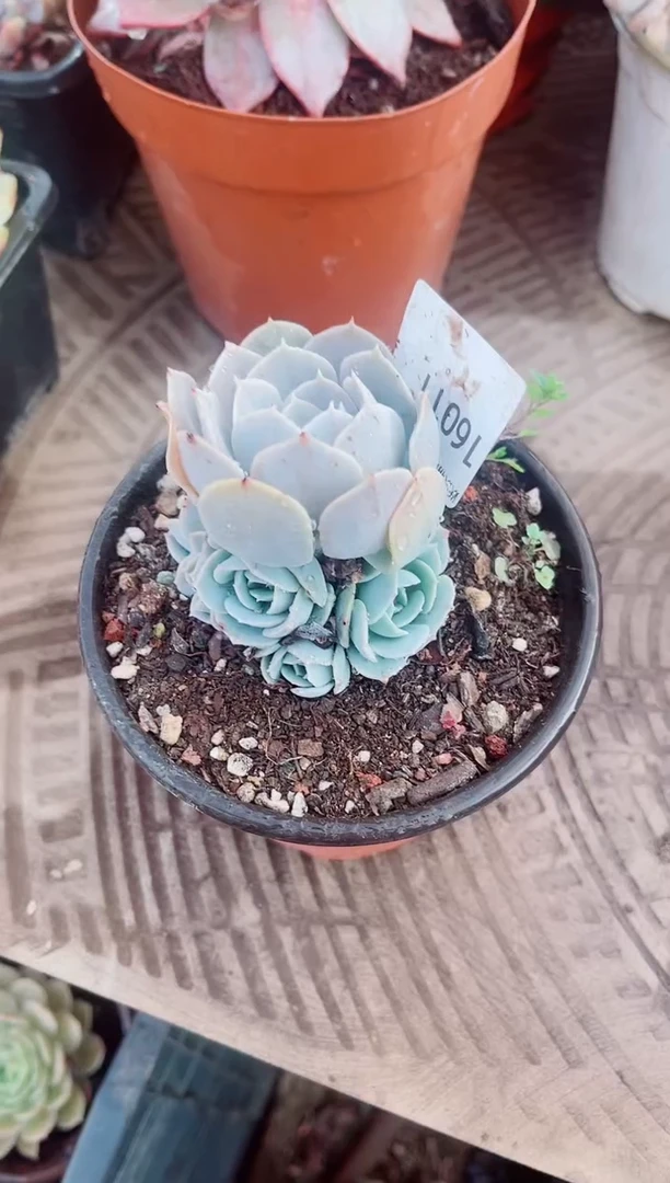 人***！跃跃精品多肉16011