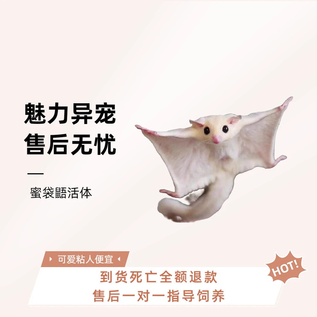 网红澳洲蜜袋鼯活宠便宜蜜袋鼯可爱幼崽密袋幼体小飞鼠活体