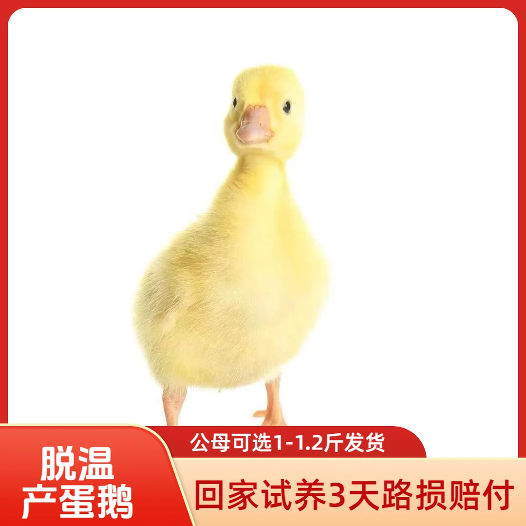 【大白鹅四季鹅】发货1.2左右宠物脱温鹅/售后3天顺丰包邮柯尔鸭
