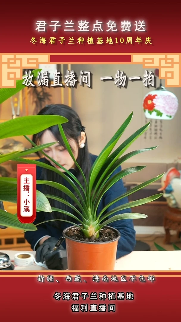 当前无花朵，栽培后可花朵用****0君子兰