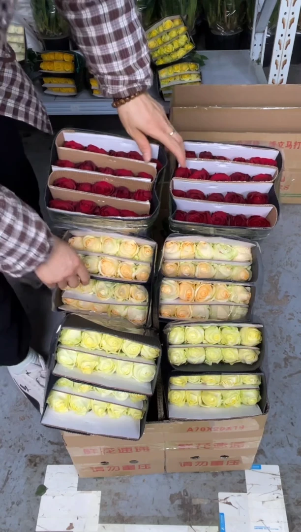 高原红20枝+香槟20枝+奶油杯20枝