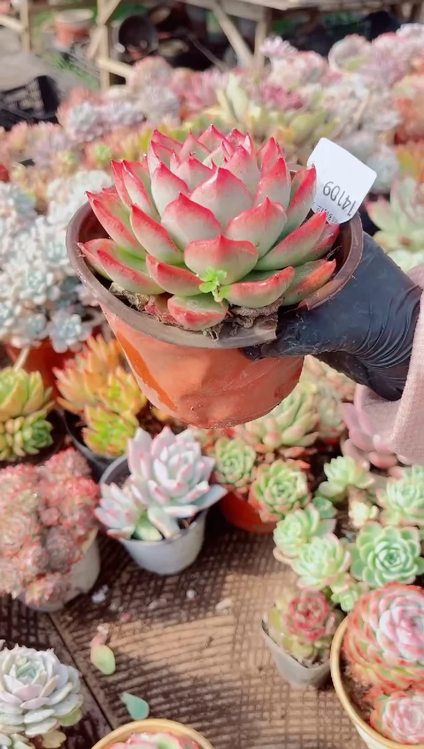 ?****°跃跃精品多肉14109