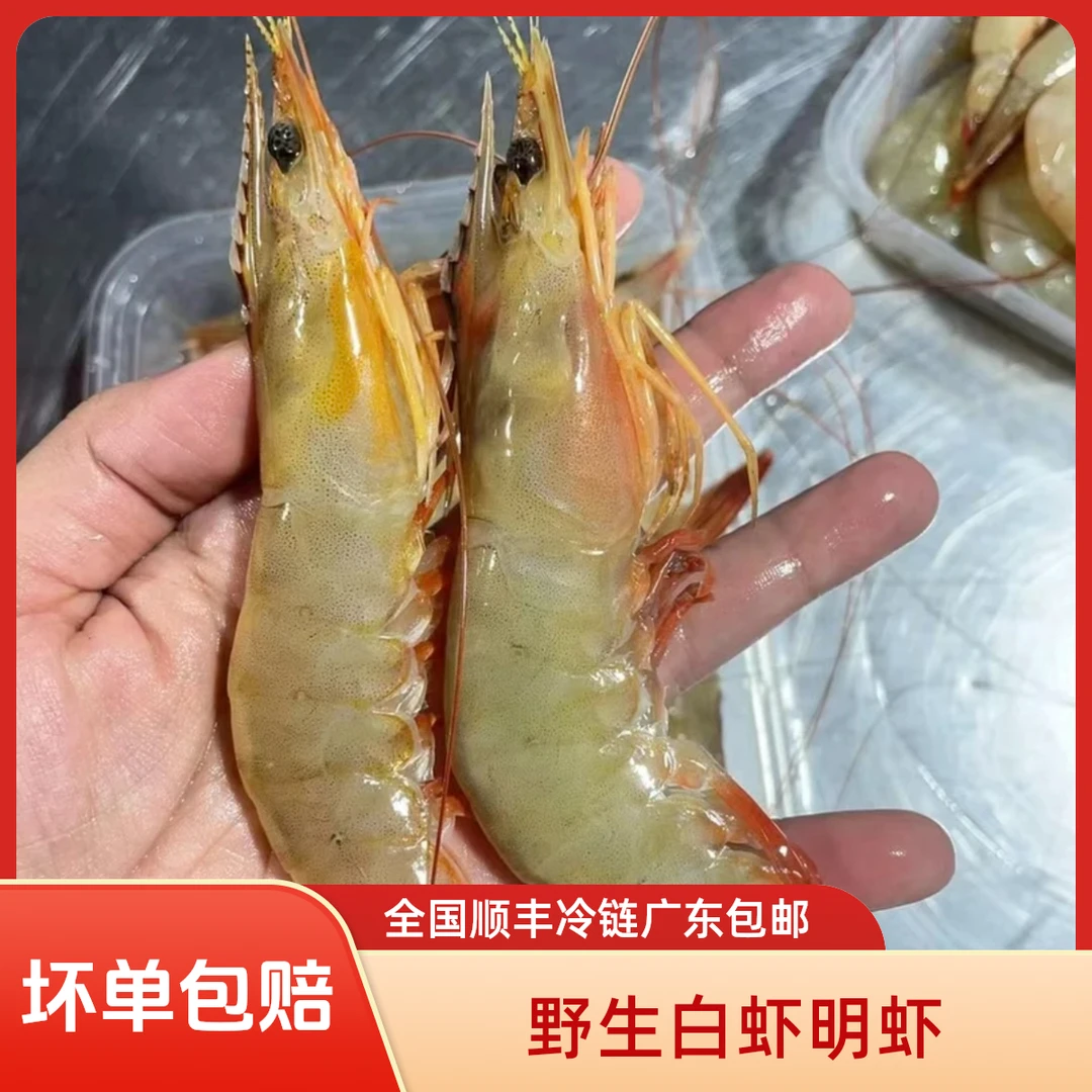 汕尾本港野生 白刺虾