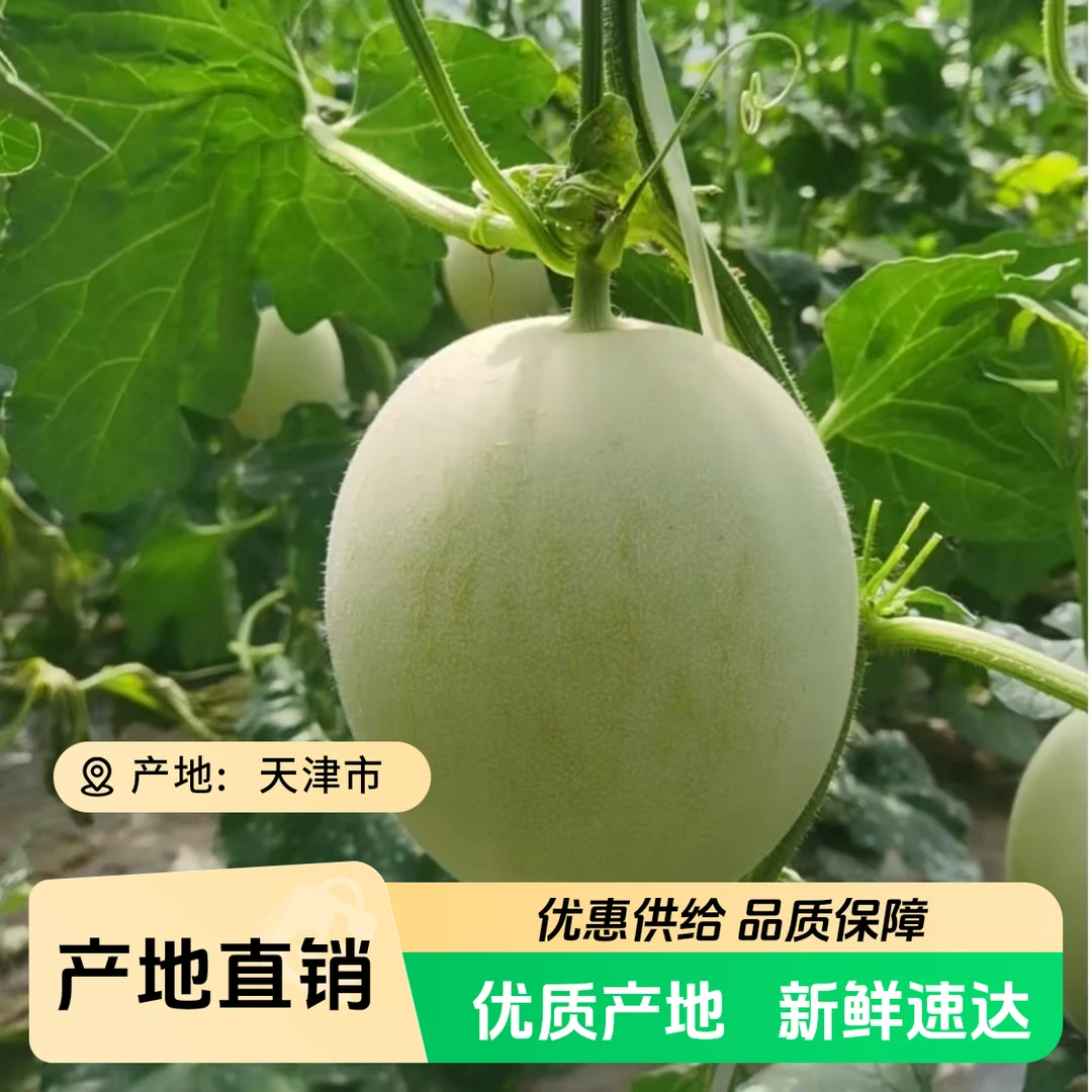 京东快递-本地大棚玉菇甜瓜糯香甜现摘现发7-8斤/8-9斤装新鲜天津市