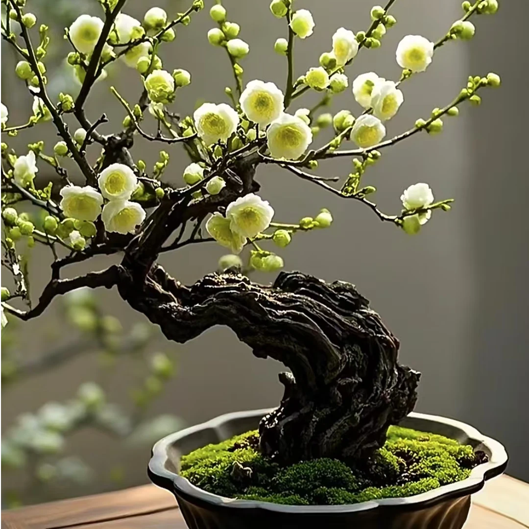 金钱绿萼梅花盆景别院花园客厅阳台摆放种植直播间一物一拍