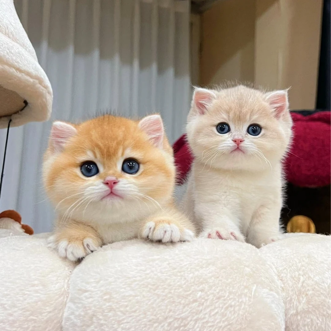 猫咪宠物伴侣(一物一拍)